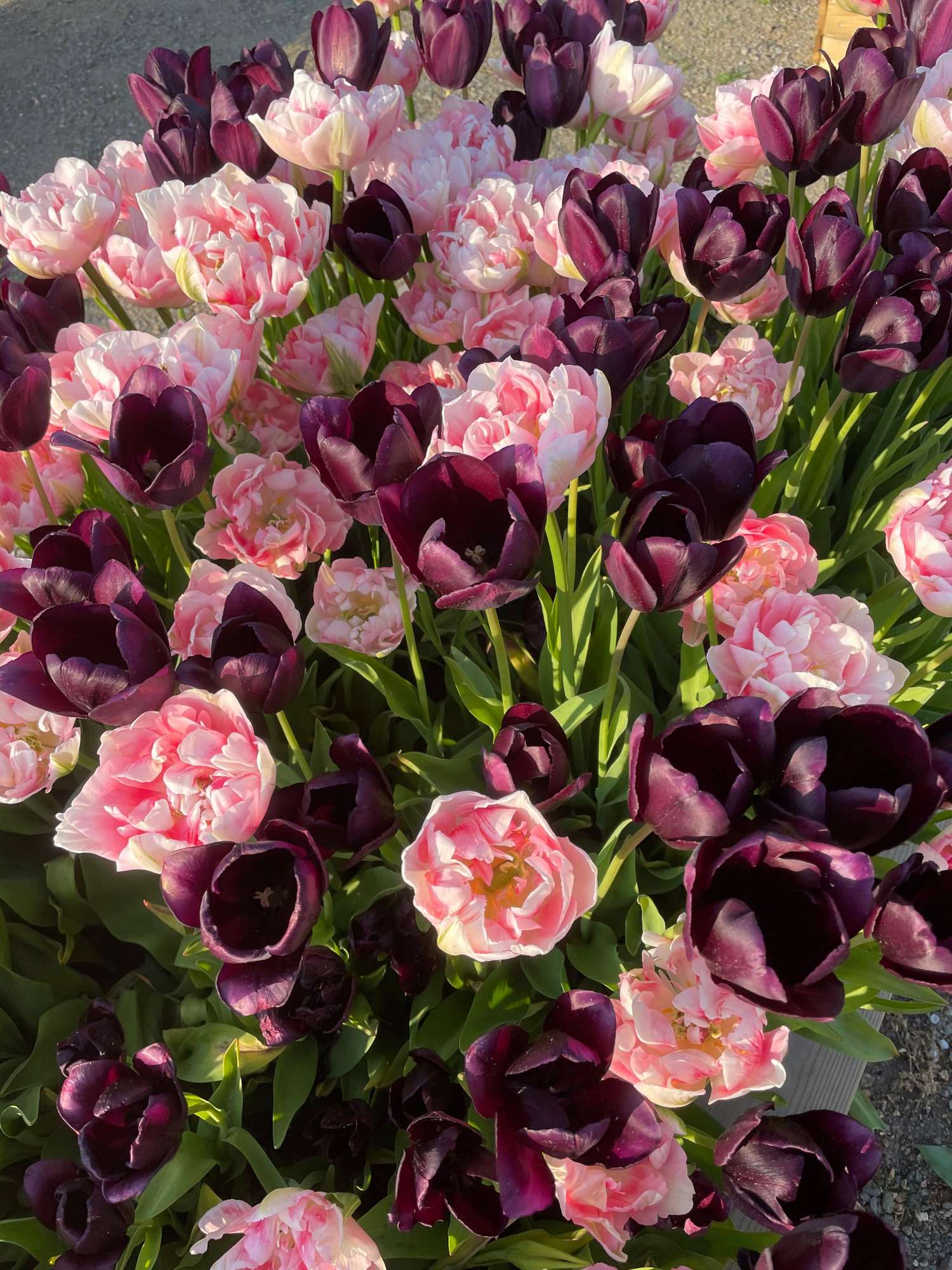 Tulpenmengsel 'Isabella'
